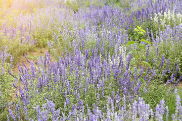 Obraz premium lavender