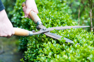 Hedge Trimming - 70569449