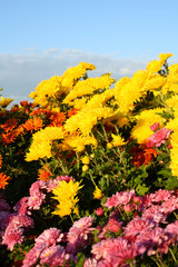 Obraz premium Chrysanthemums