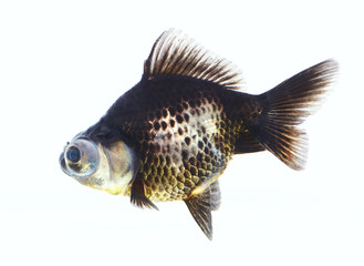 Naklejka premium Aquarium black fish