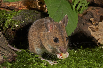 Wood Mouse - Apodemus sylvaticus