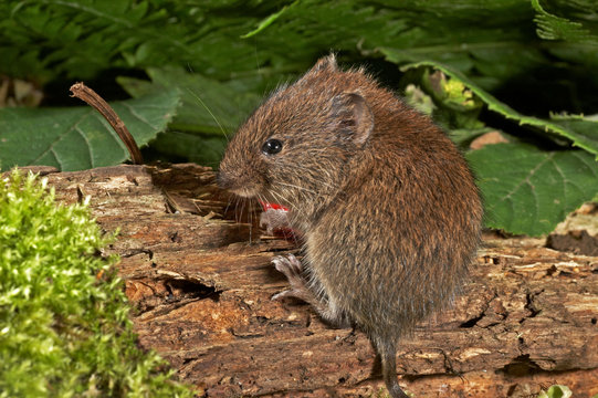 Bank Vole - Clethrionomys Glareolus