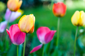 Fototapeta premium Beautiful tulips