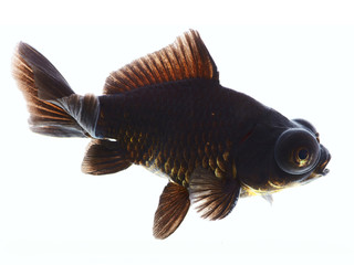 Fototapeta premium Black carp in aquarium c
