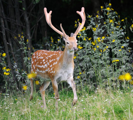 Whitetail Deer