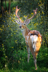 Whitetail Deer