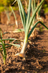 Organic onions  in the garden