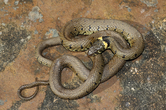 Grass Snake - Natrix natrix