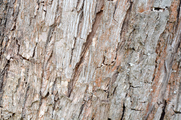 Old Wood Tree Texture Background Pattern