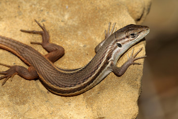 Large Psammodromus - Psammodromus algirus