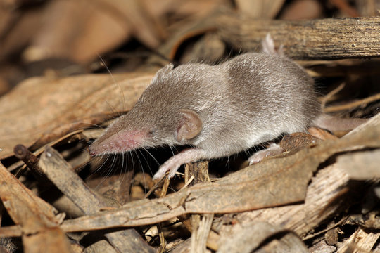 White Toothed Shrew - Crocidura species