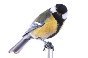 Fototapeta premium titmouse