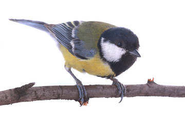 Fototapeta premium titmouse