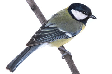titmouse