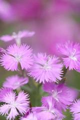 Obraz premium ナデシコの花