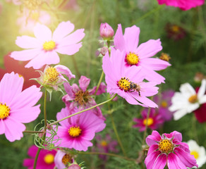 Obraz premium coreopsis