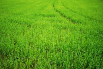 Rice paddy