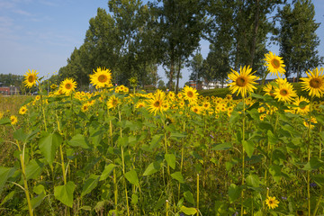 Sunflowers in a city near a rotunda