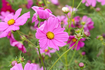 Obraz premium coreopsis
