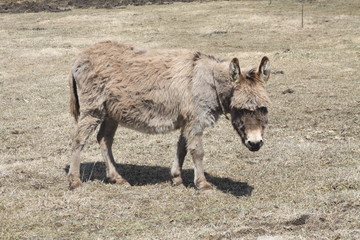 Fototapeta premium Donkey-Grey