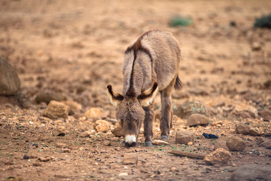 Donkey