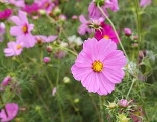 Obraz premium coreopsis