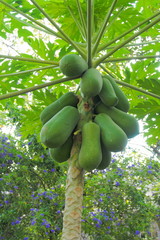 Ripe and raw papaya on the tree.
