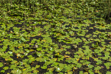 Lake Skadar