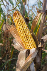 Corn on the stalk