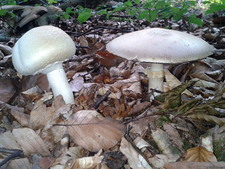 Waldchampignon, Wald-Champignon, Agaricus, silvaticus,