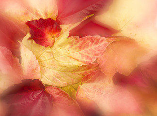 Fototapeta premium Romantic autumn background with leaves
