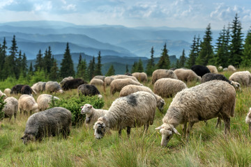 Obraz premium sheeps