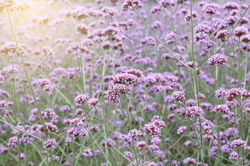 verbena