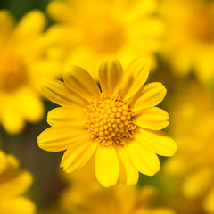 Yellow flowers in the garden