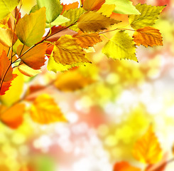 autumn foliage