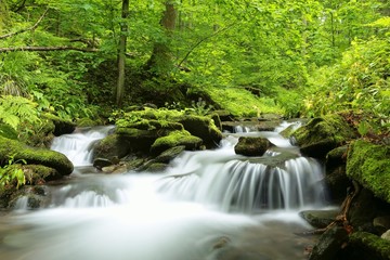 Forest stream surrounded by spring vegetation