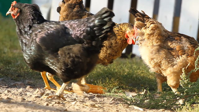 Chickens peck a corn in rural