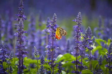 Photo sur Plexiglas Fleurs Insect and flower garden