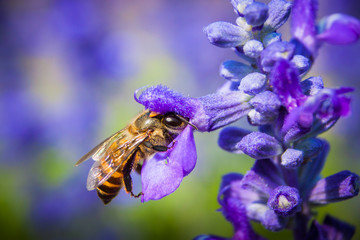 Insects and Flowers