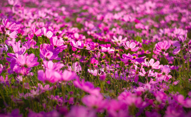 Obraz premium Flower Garden