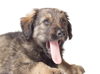 Cute shaggy puppy on a white background