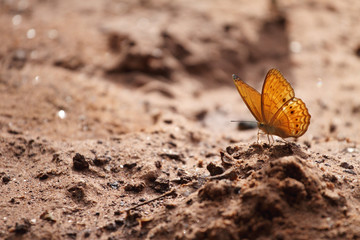 butterfly  on soil ground