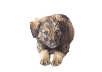 funny cute puppy on white background