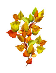 autumn leaves of birch isolated on white background