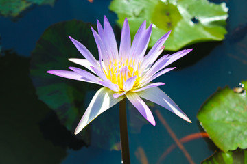 purple lotus in pond