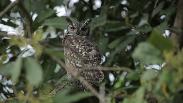 Majestic Owl in a Tree