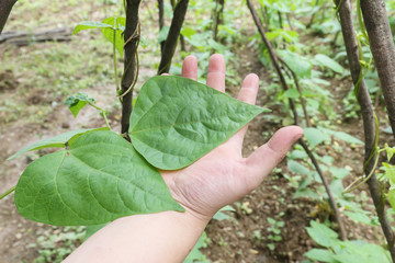 hand on green cowpea leaf