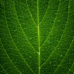 green leaf