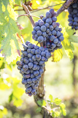 Organic grapes fot wine production in Tuscany