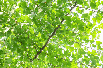 gingko leaf